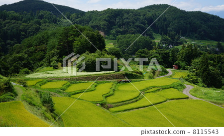 Soba and rice terraces in Shinshu Soba and rice terraces in Shinshu 8115543