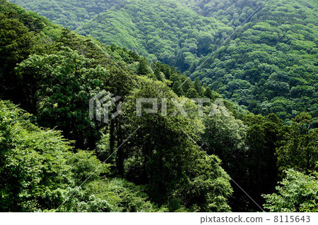 綠色森林 8115643