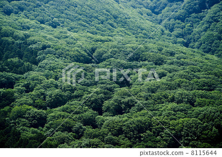綠色森林 8115644