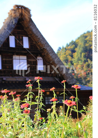 加入自己的雙手合十做五箇山 8116032