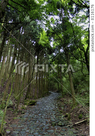 Old road of Hakone stone pavement 8116176
