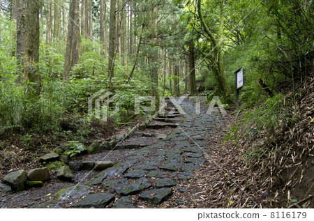 Old road of Hakone stone pavement 8116179