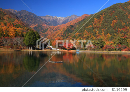 中央阿爾卑斯山的秋葉 8116299