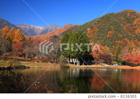 Autumn leaves of the Central Alps 8116301