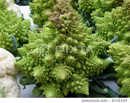 Romanesco 8116384