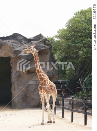 Giraffe of Taronga Zoo 8116476
