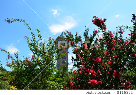 Red and pink craperra Red and pink craperra 8116531