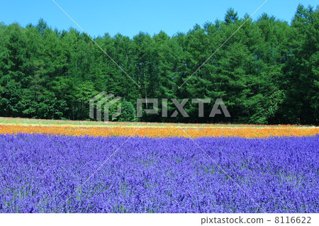 富田農場的薰衣草田 富田農場的薰衣草田 8116622