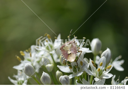 Nira Flower and Bearded Beetle 8116648