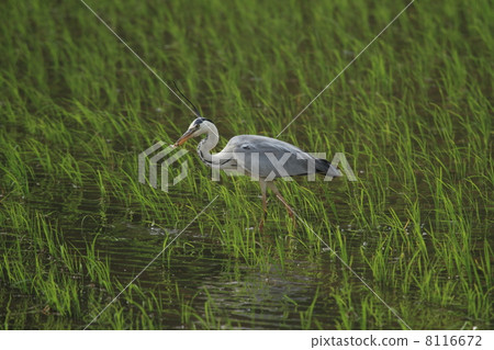 Predation of the Hawthorn (Photo taken in: Toyooka City, Hyogo Prefecture) Predation of the Hawthorn (Photo taken in: Toyooka City, Hyogo Prefecture) 8116672