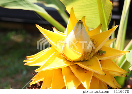 Mussela Rashiocarpa and rain frog 8116678