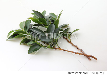 榊樹 榊樹 8116751