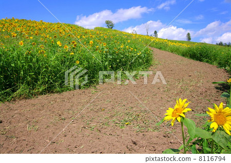 向日葵街 向日葵街 8116794