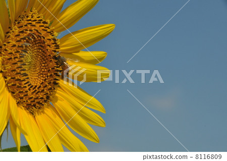向日葵和蜜蜂 向日葵和蜜蜂 8116809