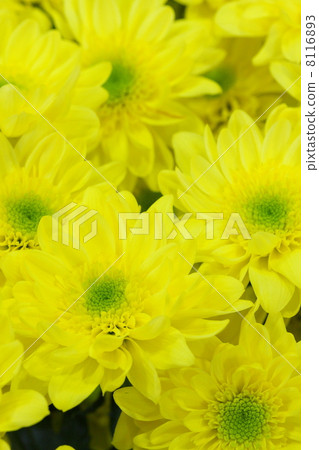 Spray chrysanthemum "Sunny Mona Lisa" Spray chrysanthemum "Sunny Mona Lisa" 8116893