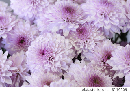 Spray chrysanthemum "Nabona" 8116909