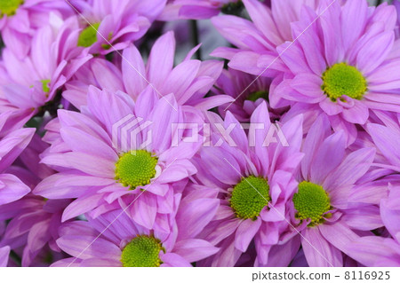 噴菊花“說精英粉紅” 8116925