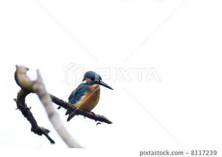 白色背景翠鳥 8117239