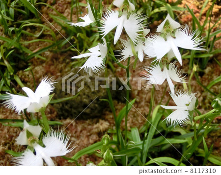 Sagisou Sagisou 8117310