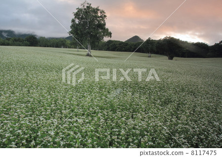 Buckwheat field Buckwheat field 8117475