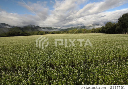 Buckwheat field 8117501