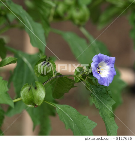 Oosen'nari 8117686