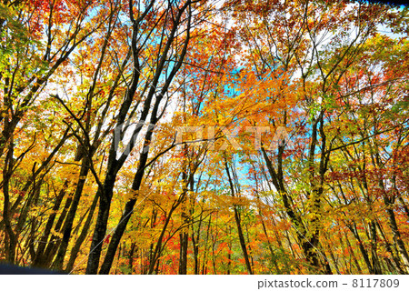 Autumn leaves Autumn leaves 8117809