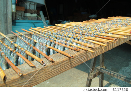 幹過夜干沙丁魚 8117838