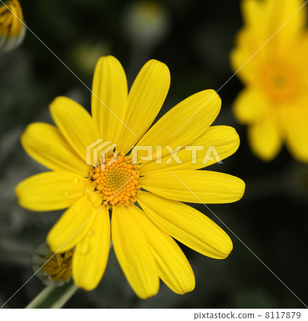 朱利葉斯黛西 朱利葉斯黛西 8117879