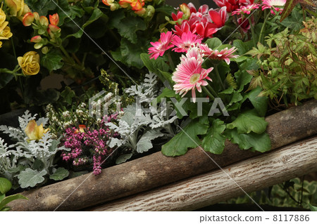 flower bed  8117886