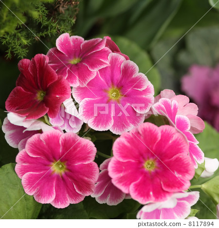 報春花·Obconica 8117894