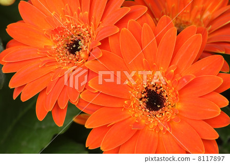 雛菊 雛菊 8117897