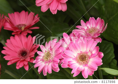 雛菊 雛菊 8117898