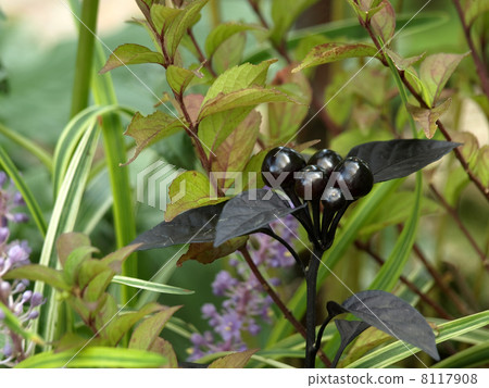 辣椒黑珍珠 辣椒黑珍珠 8117908