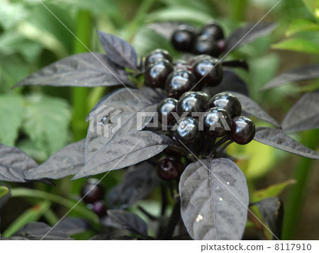 Pepper black pearl 8117910