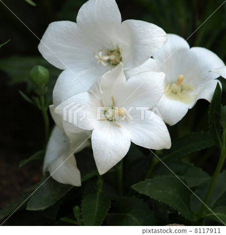 Powered by Translate Powered by Translate 8117911