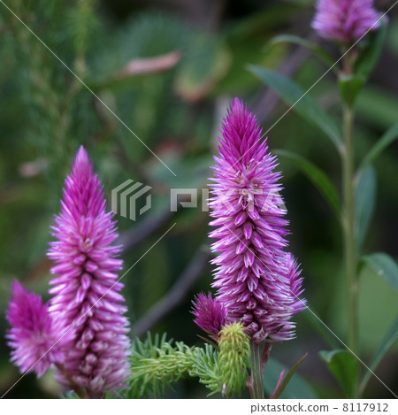 Celosia Celosia 8117912