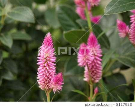 Celosia 8117928