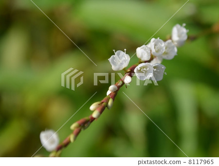 Sakuratade's flower 2 8117965