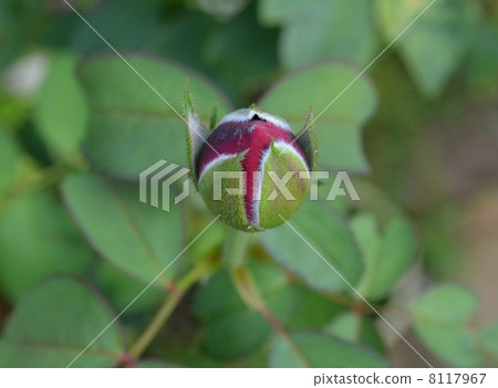 Roses bud 3 8117967
