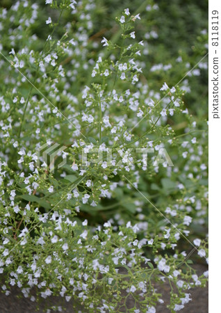 Kalaminsa Kalaminsa 8118119