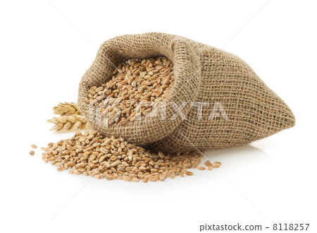 wheat grain on white 8118257