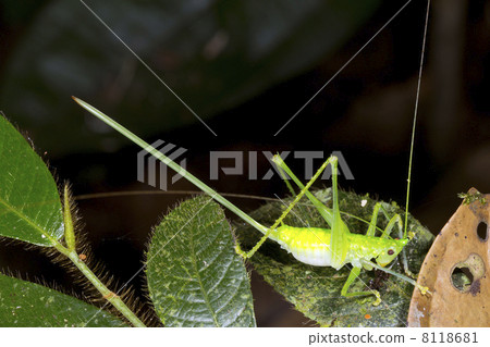 A female conehead katydid with a very long ovopositor, Ecuador 8118681