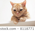 Munchkin 8118771