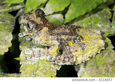 Neotropical marbled treefrogs (Dendropsophus marmoratus) on a ra Neotropical marbled treefrogs (Dendropsophus marmoratus) on a ra 8118857