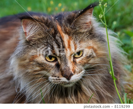 Maine Coon Cat in the grass Maine Coon Cat in the grass 8119299