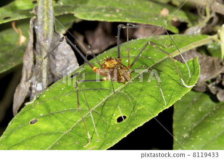 Tropical daddy long legs (Phalangid) on a leaf in the rainforest Tropical daddy long legs (Phalangid) on a leaf in the rainforest 8119433