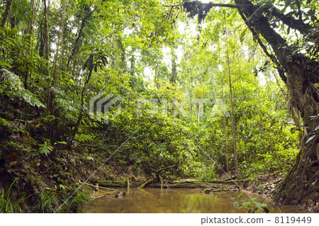 A shady rainforest stream in the Ecuadorian Amazon 8119449