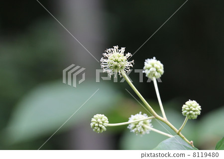 Kanrenboku Kanrenboku 8119480