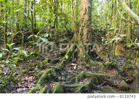 Rainforest tree with mossy roots at the edge of a rainforest pool, Ecuador 8119743